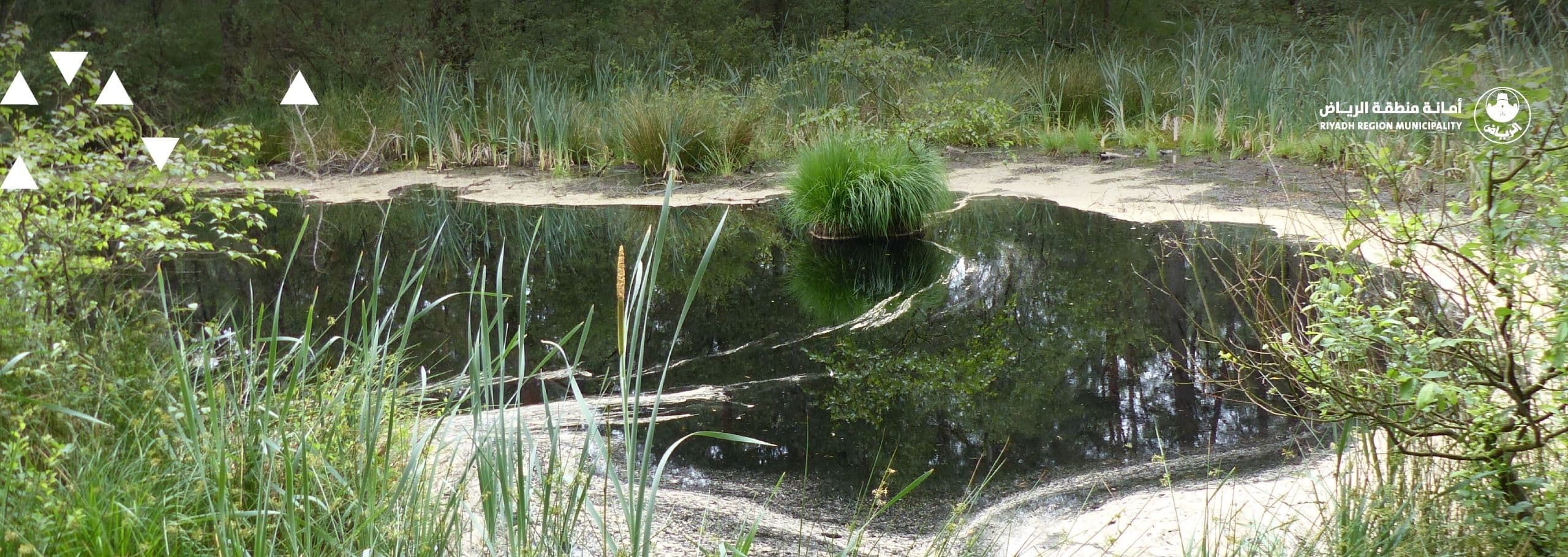أمانة منطقة الرياض تذكر بأهمية الالتزام بإرشادات الحفاظ على الحدائق